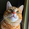 coolcatjewelry